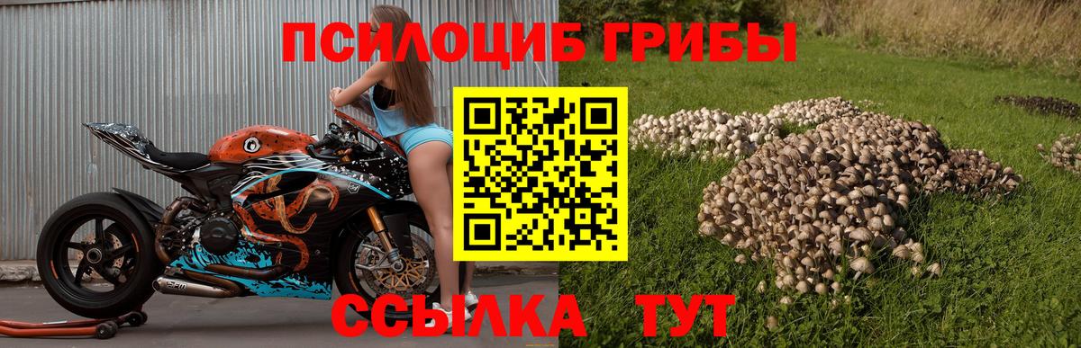Псилоцибиновые грибы мухоморы  Вход с VPN  как найти наркотики  Зеленогорск 